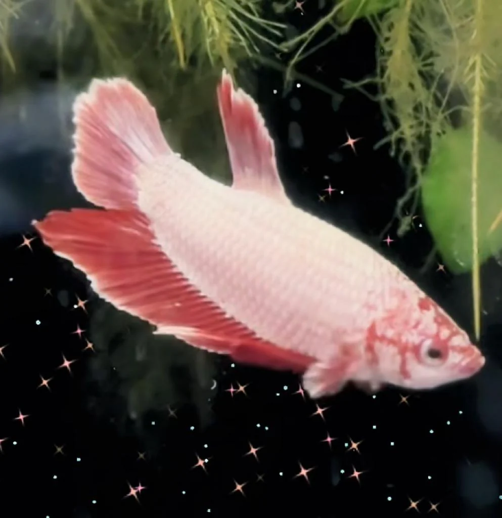 [GSTL-BTM] Giant short tail betta male (fighter fish)