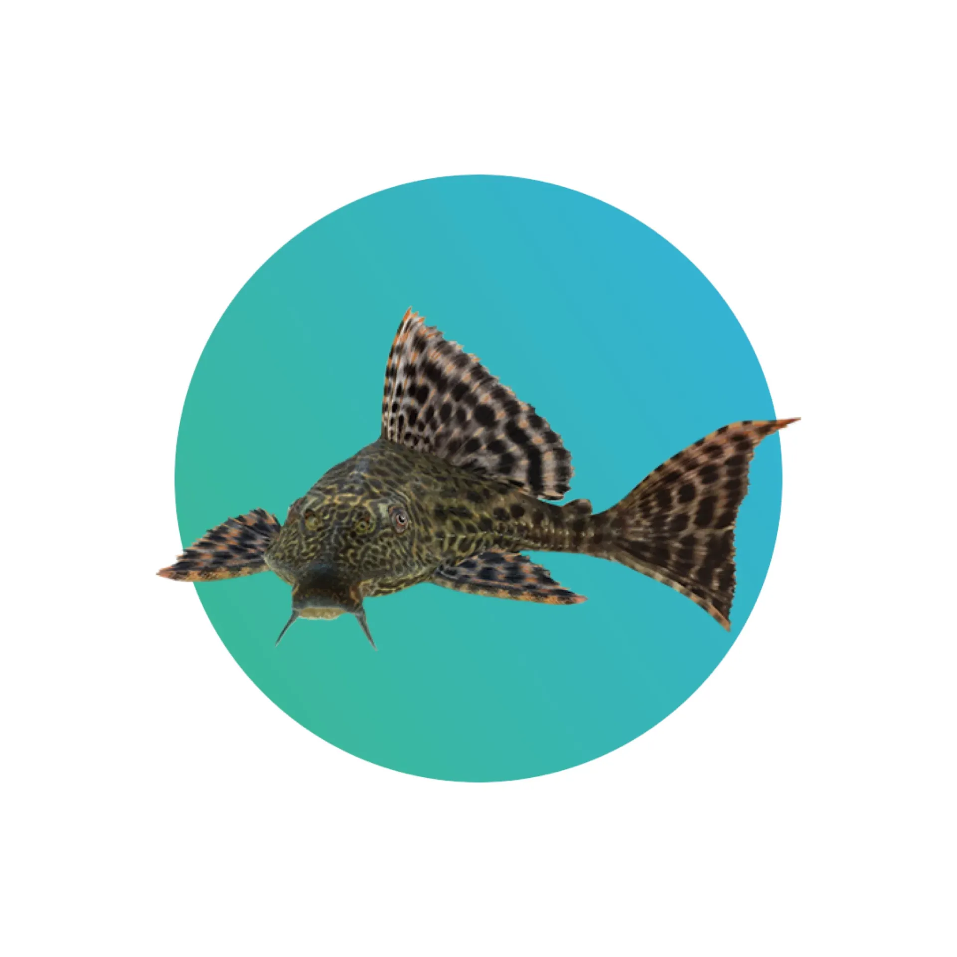 Common pleco or suckermouth catfish (Hypostomus plecostomus)