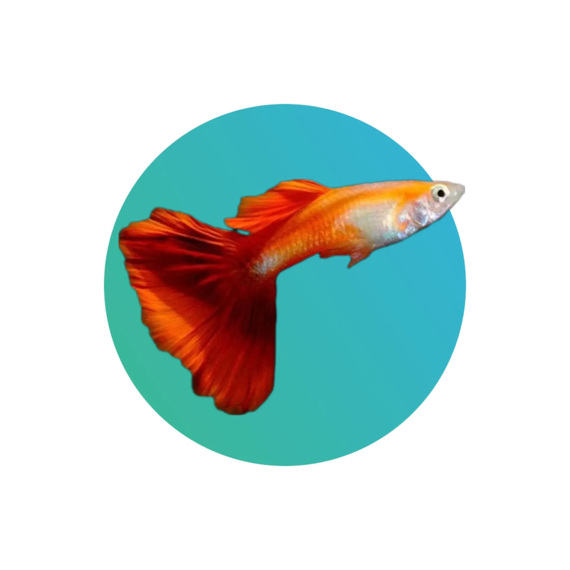Guppy Red Blonde Body Male
