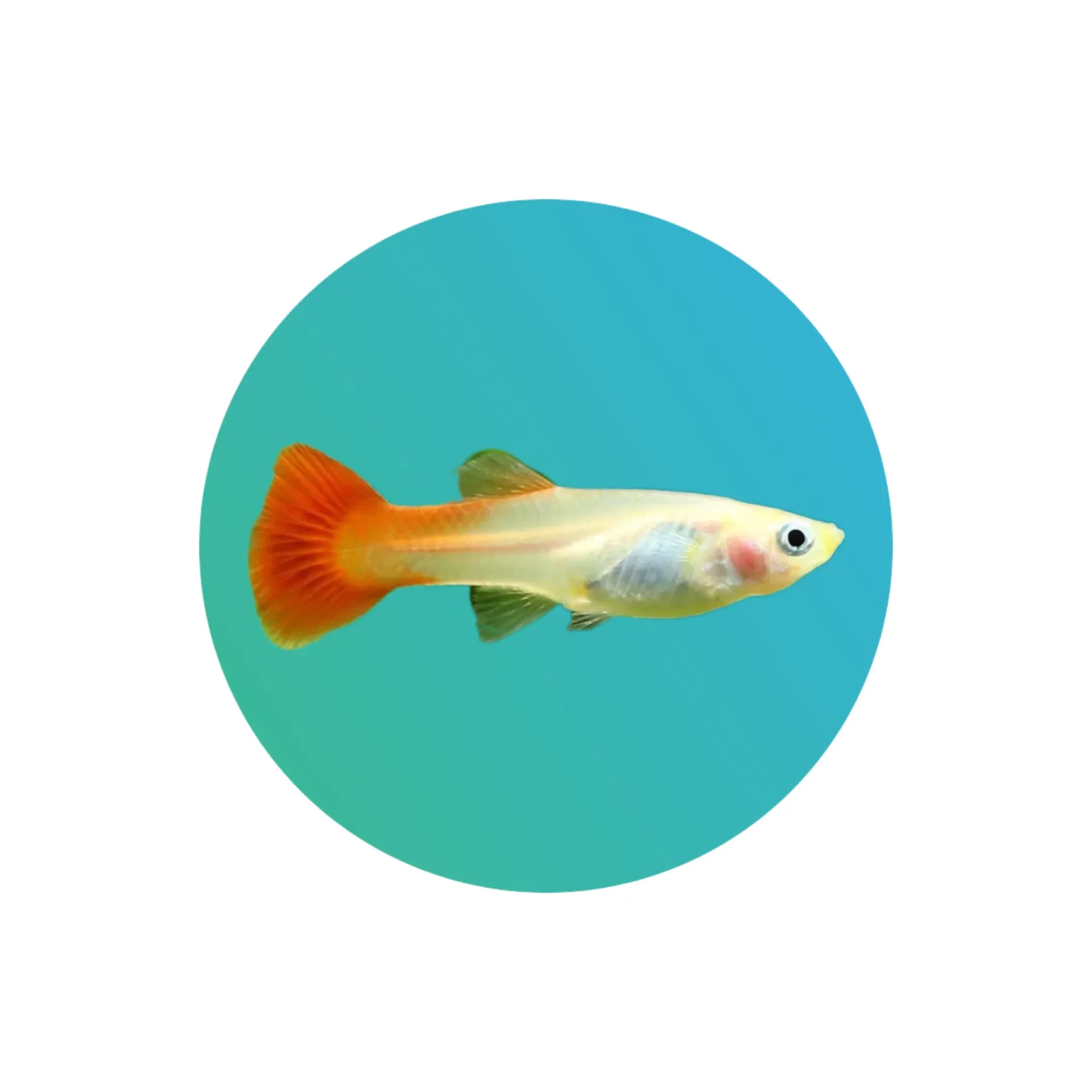 [GP-RBF] Guppy Red Blonde Body Female