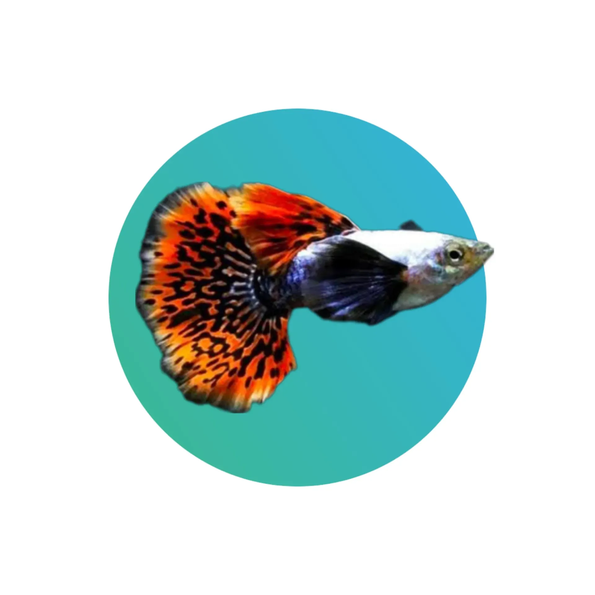 [GP-CHD] Guppy chili dumbo (big ear)