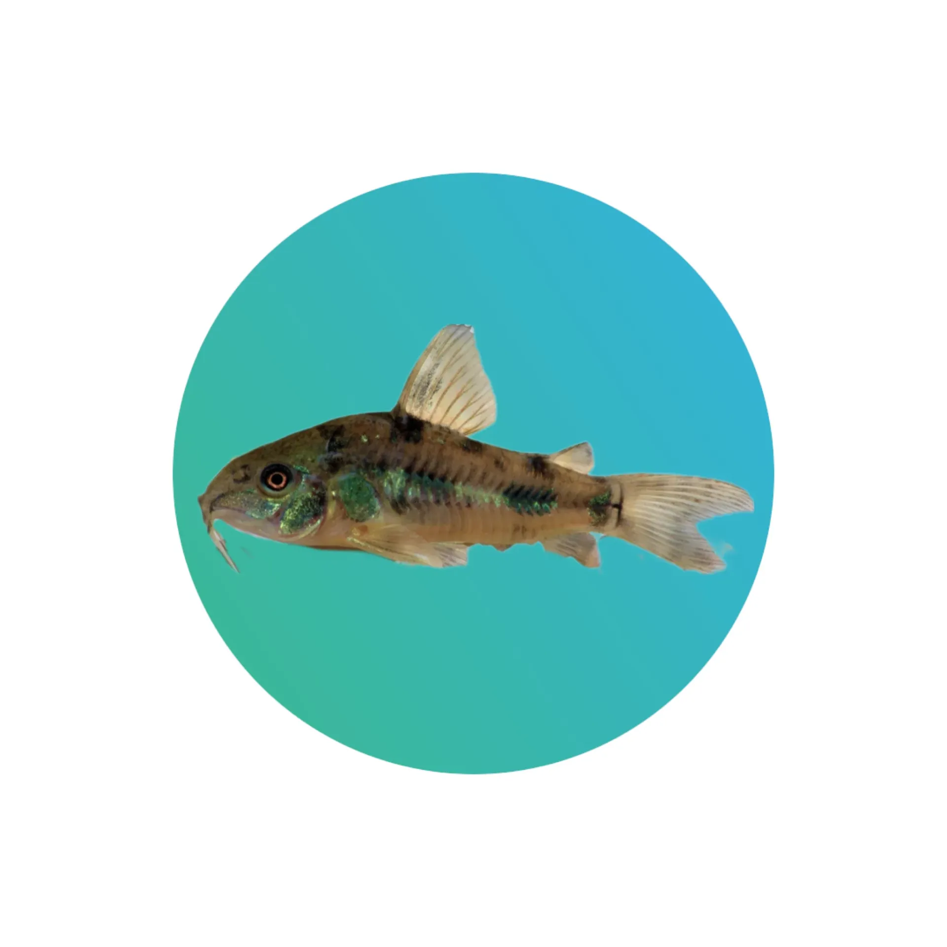 Peppered Corydoras (Corydoras paleatus)