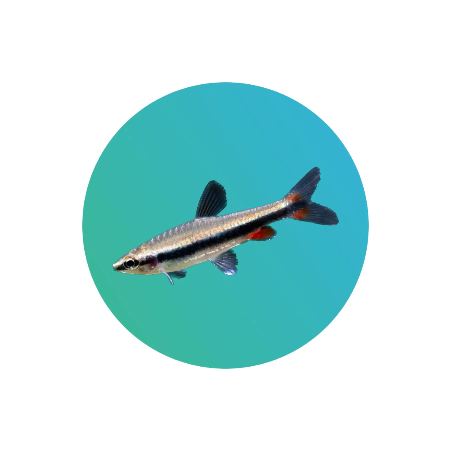 [PNCL-FS] Pencil fish (Nannostomus)