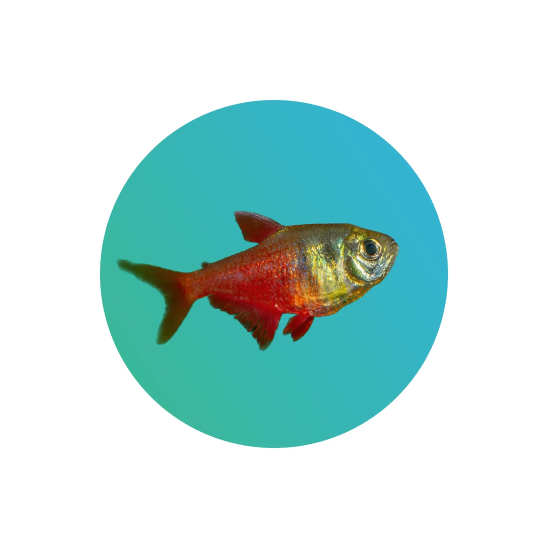 [FTR-VRT] Flame Tetra, Von Rio Tetra, Red Tetra (Hyphessobrycon flammeus)