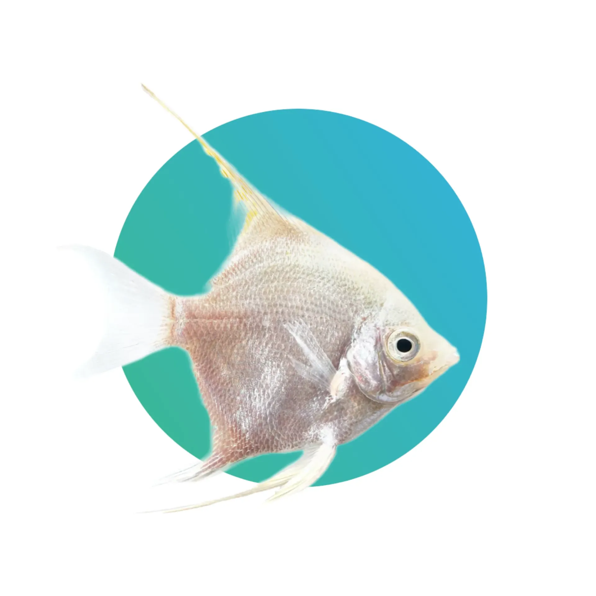 [PLTN-ANGL] Platinum angelfish