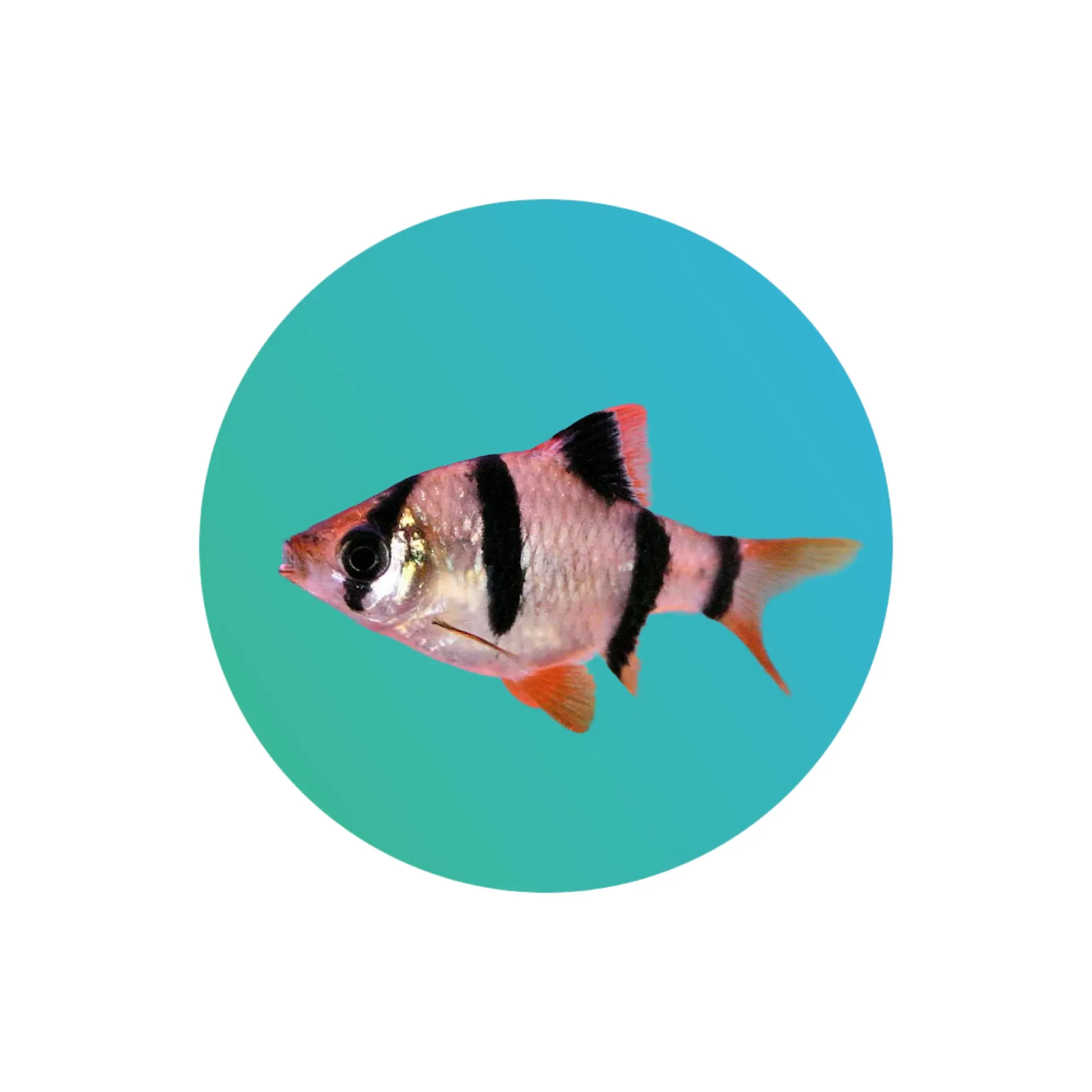 [TGR-BRB] Tiger barb