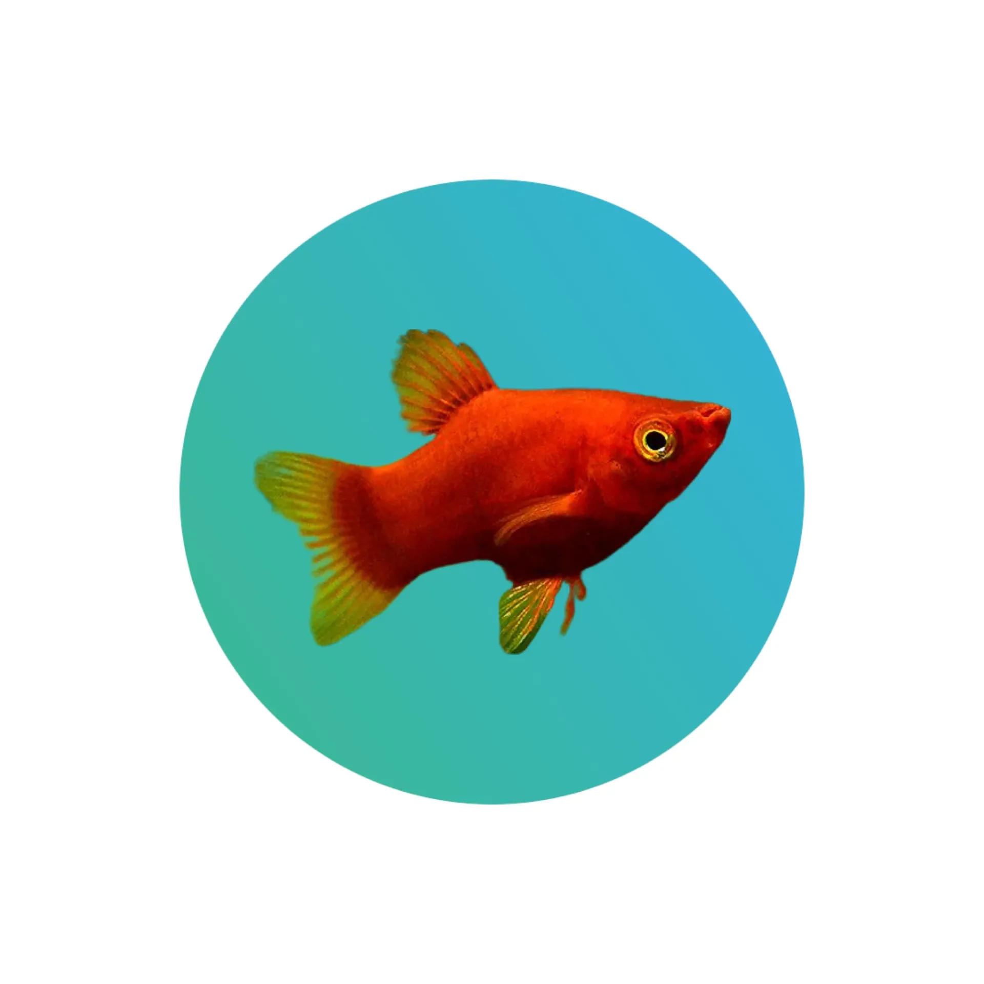 [RD-PLTY] Red platy