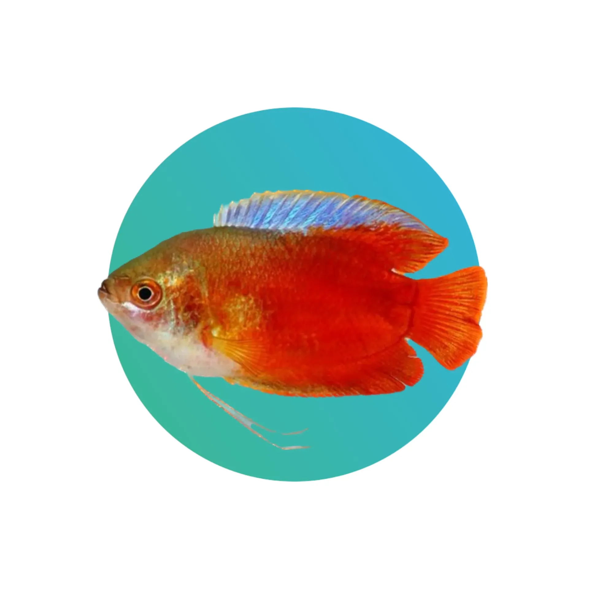 Dwarf gourami red