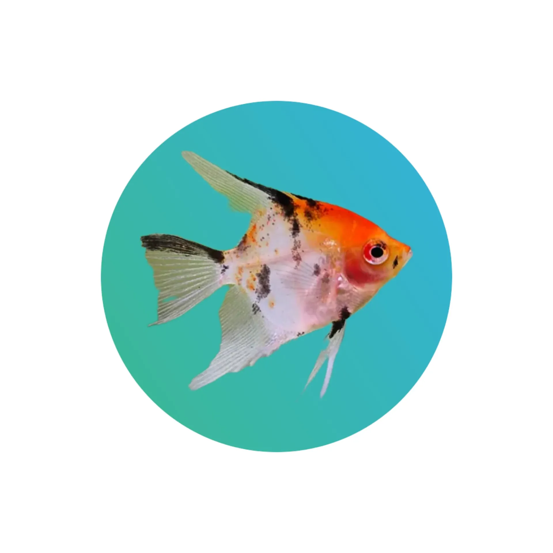 Koi or tricolor angelfish