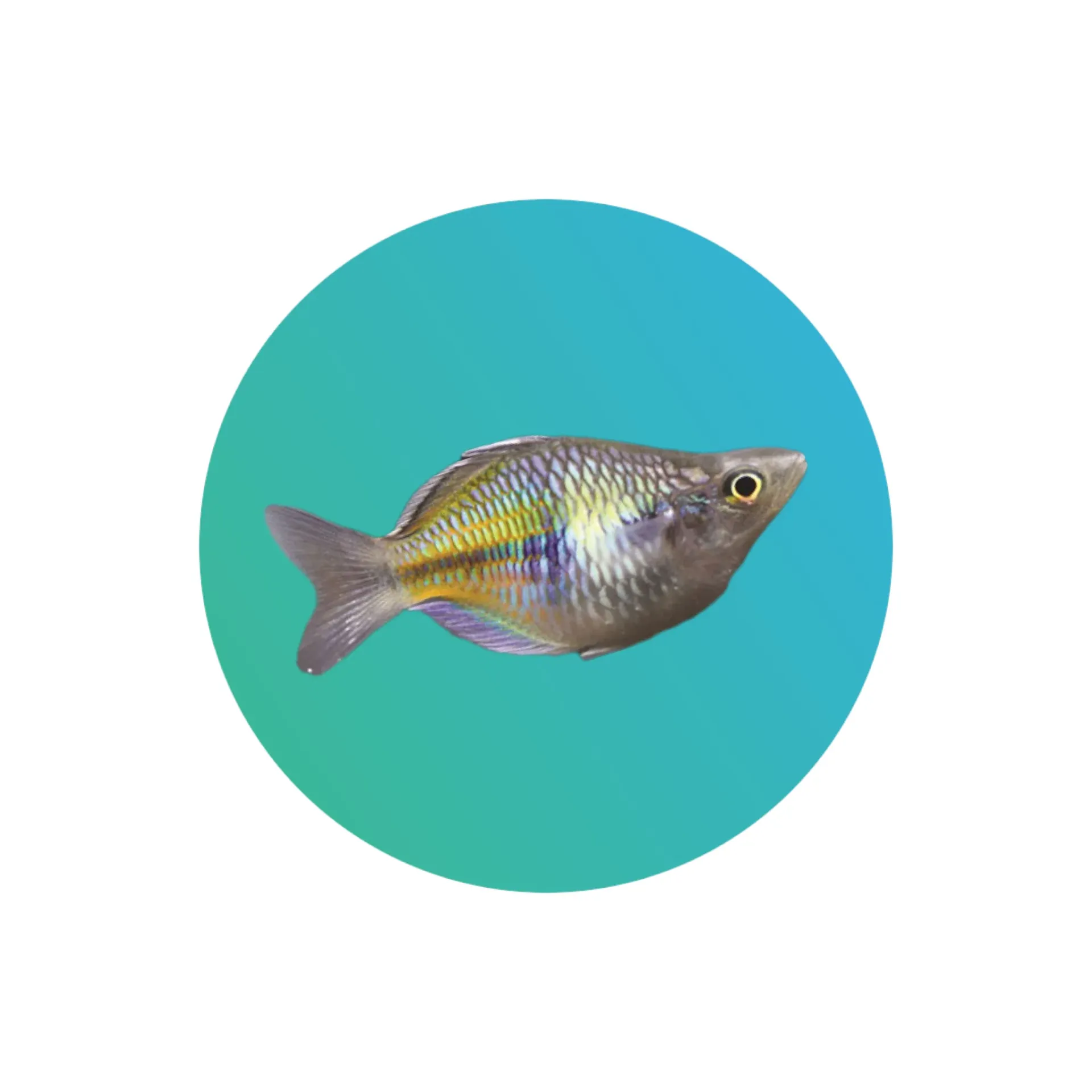 Balloon boesmani rainbowfish