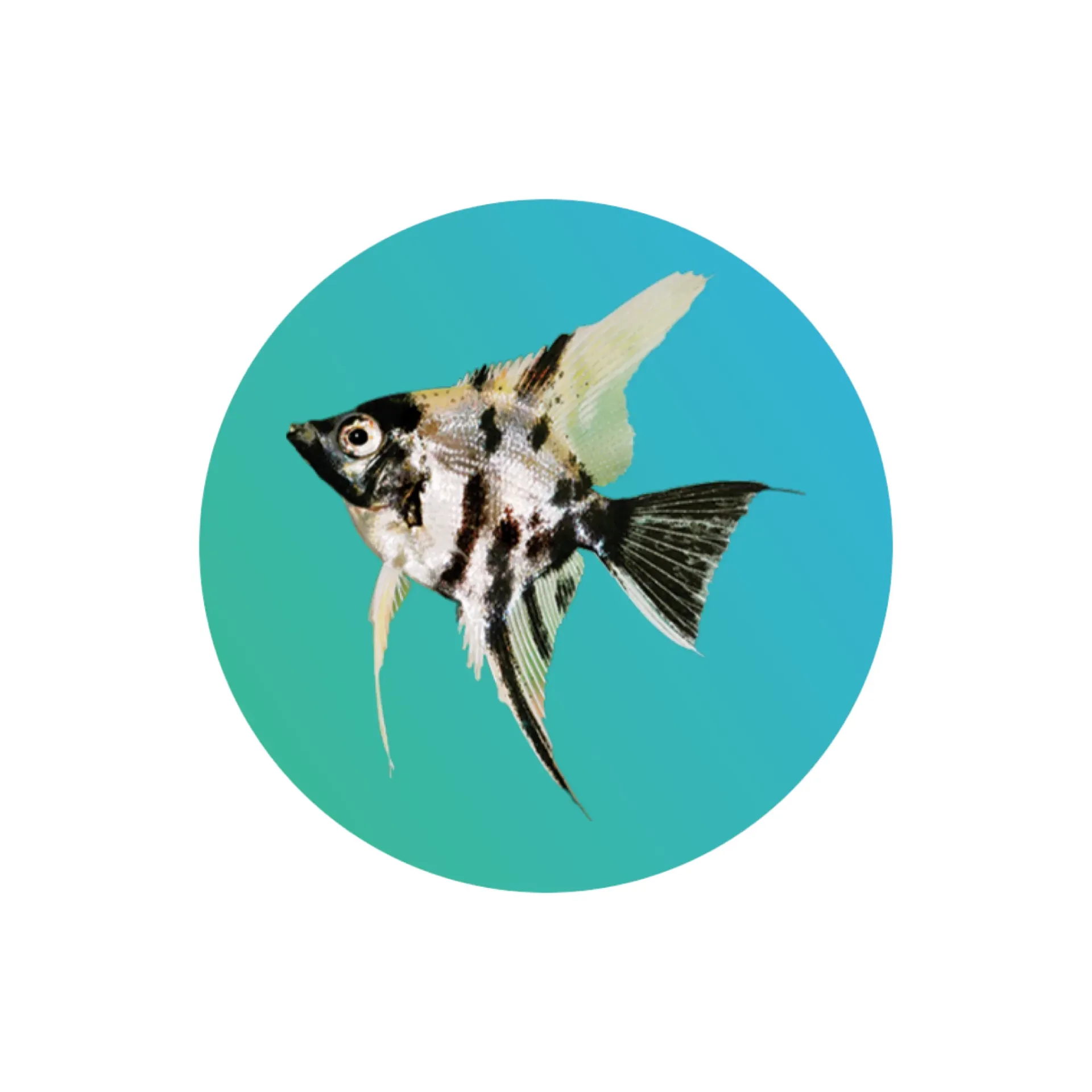 [BW-ANGL] Black and White Angelfish