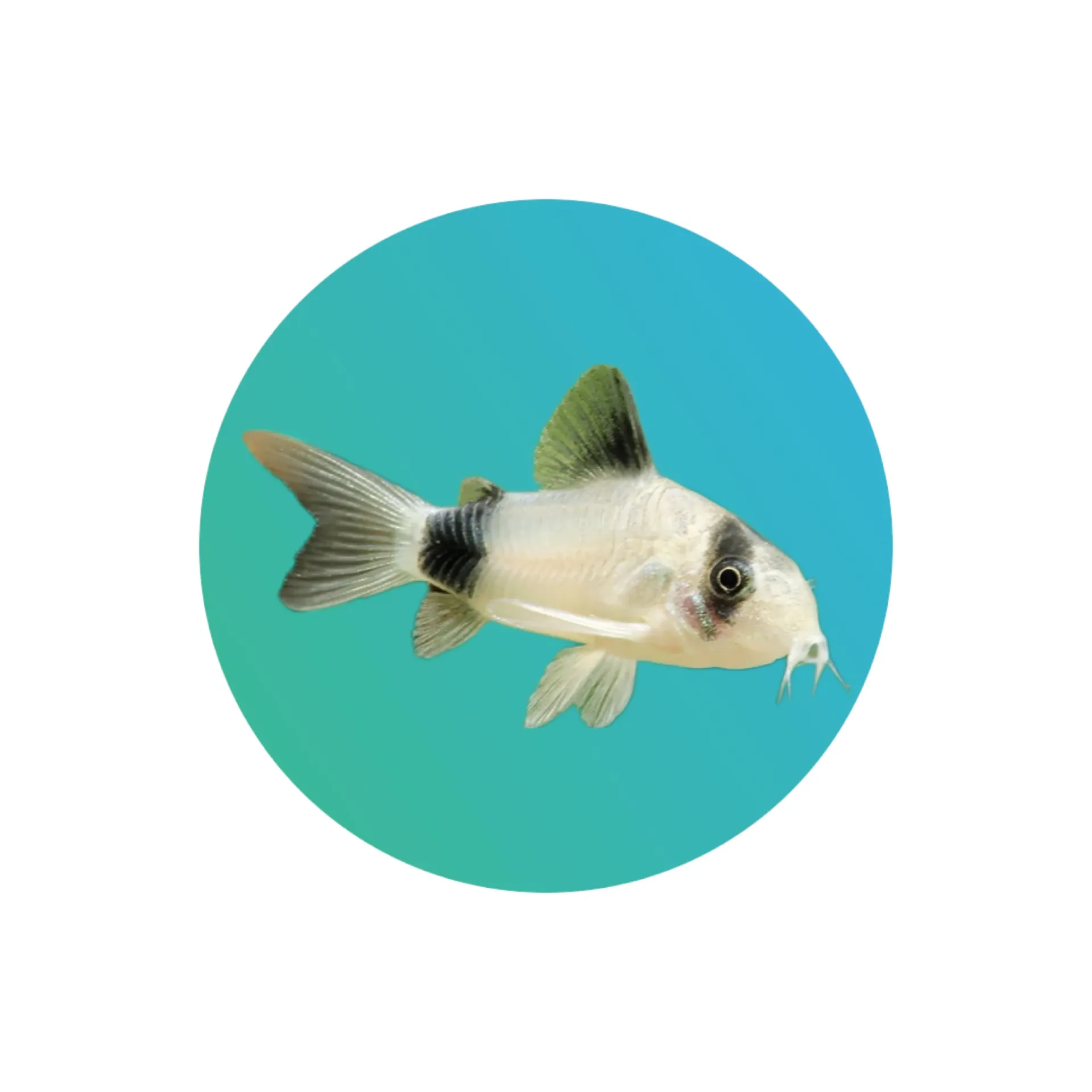 [PND-CORY] Panda Corydora (Corydoras panda)