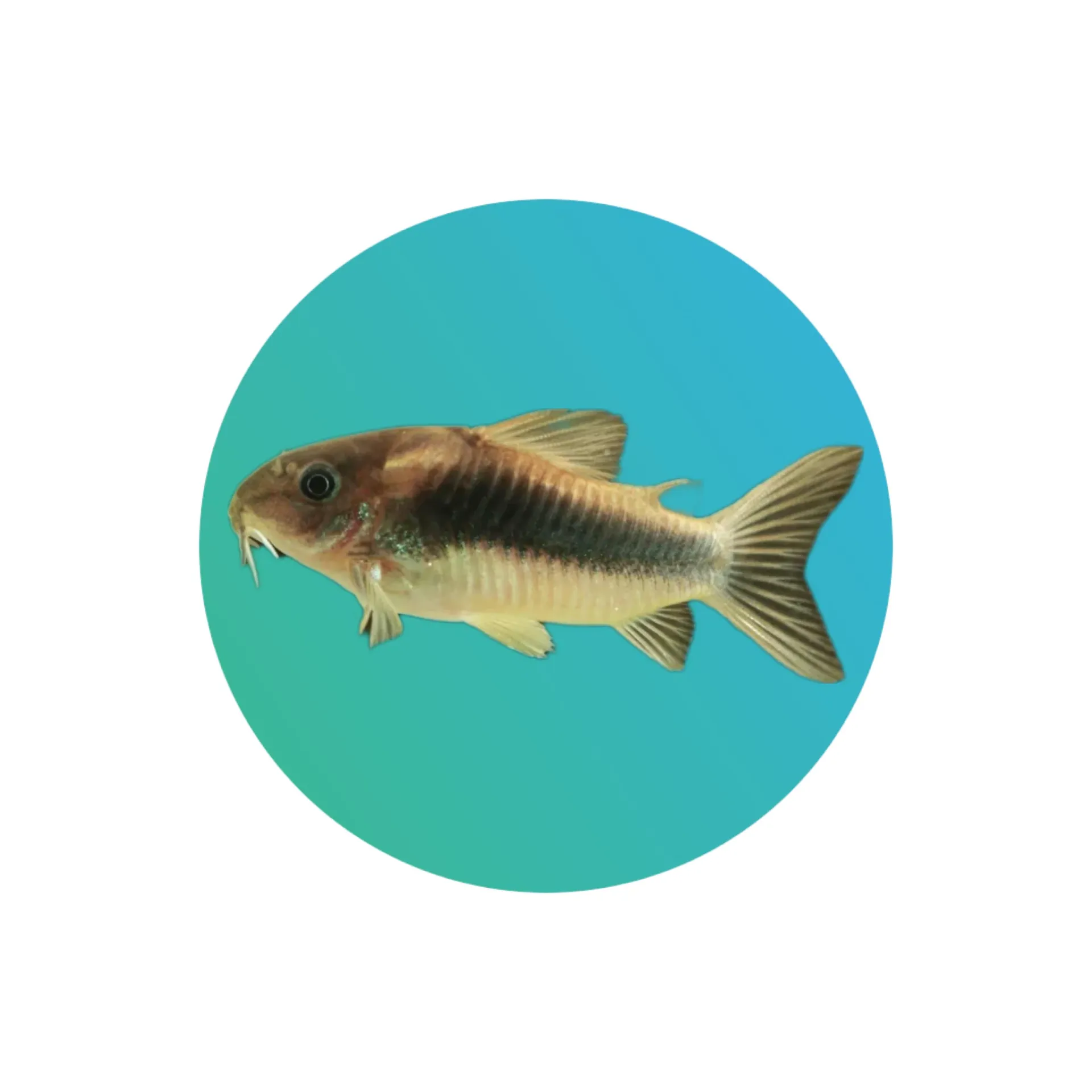 Bronze corydora (Corydoras aeneus)