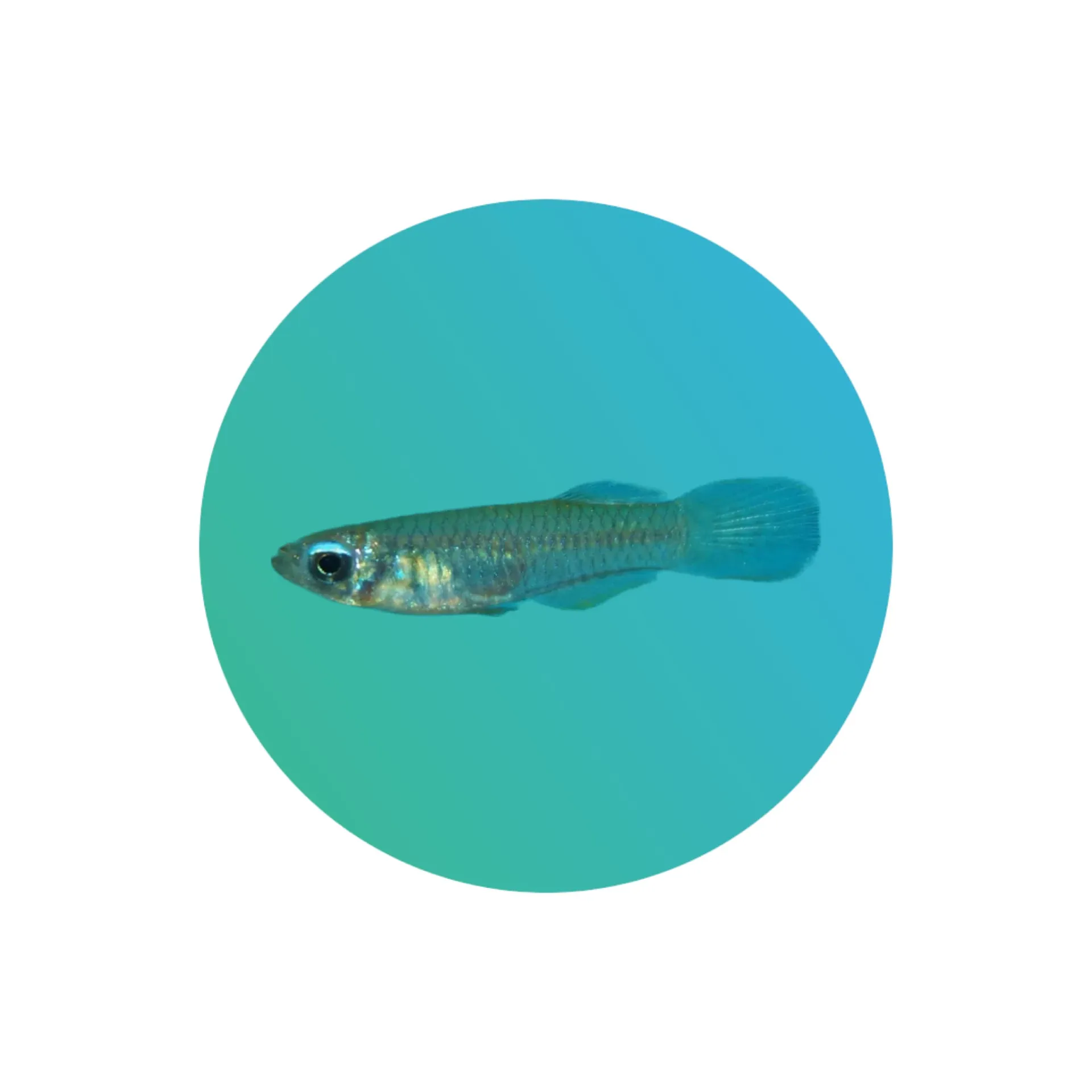 Lamp eye tetra
