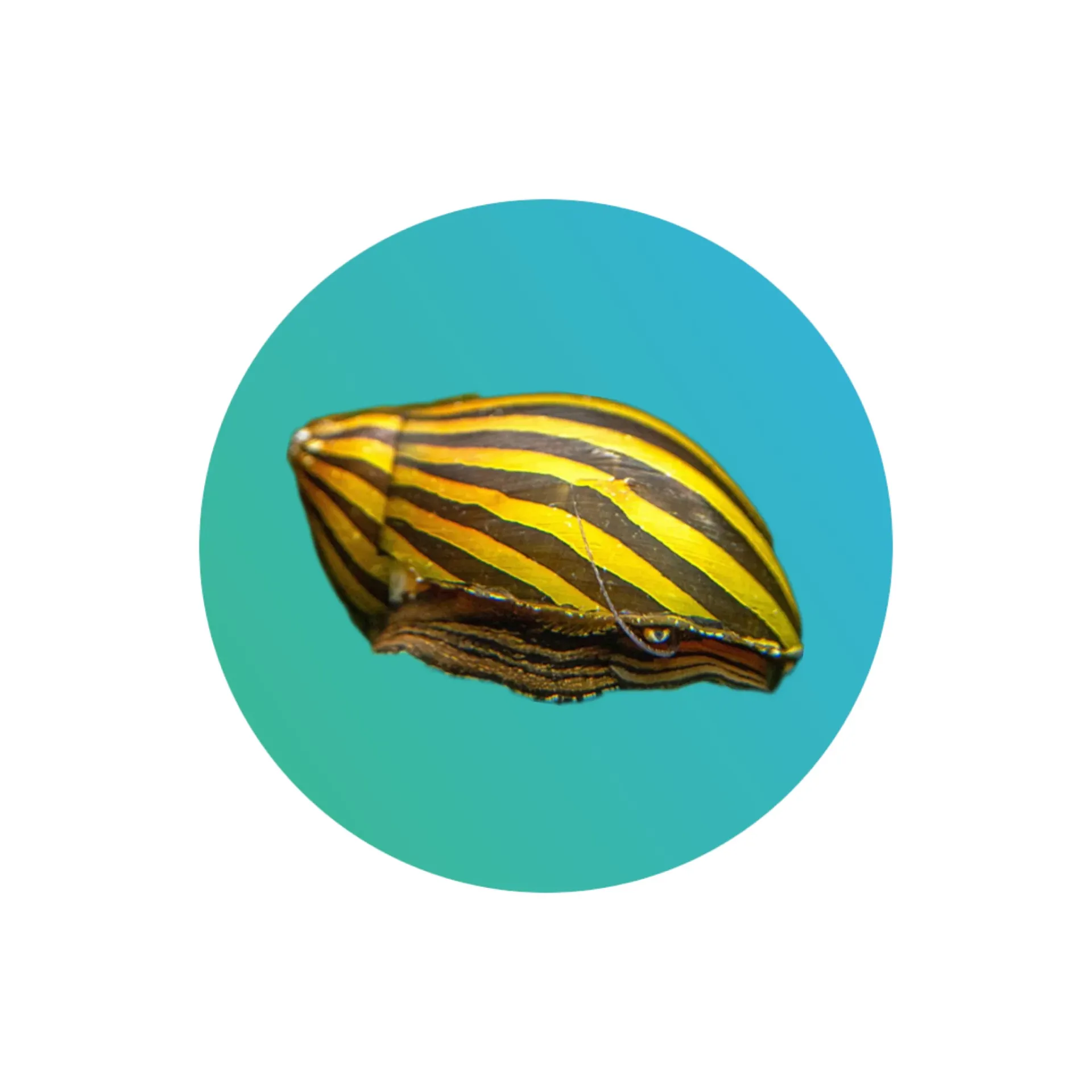 [ZBR-SNL] Zebra snail (Nerritiina sp)