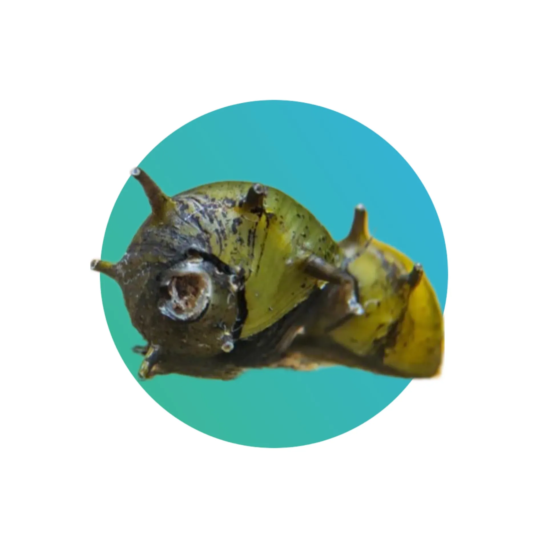[HRN-SNL] Horn snail assorted (Nerritiina sp)