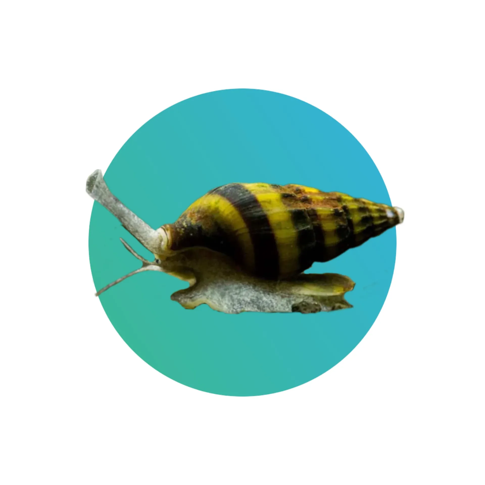 [ASN-SNL] Assassin snail (Anentome helena)