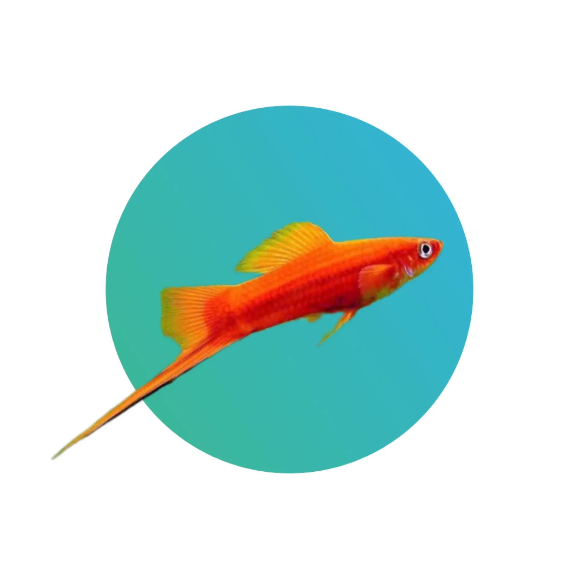 Red swordtail (Xiphophorus helleri)