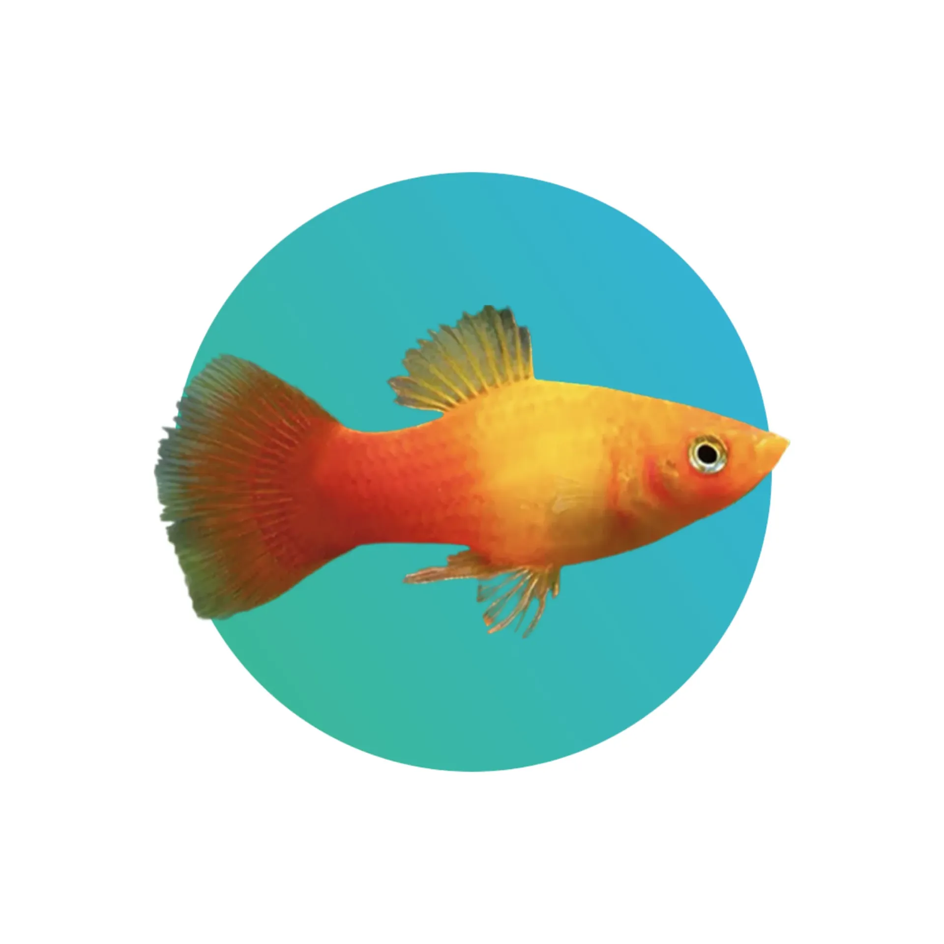 Sunset platy (Xiphophorus  maculatus)