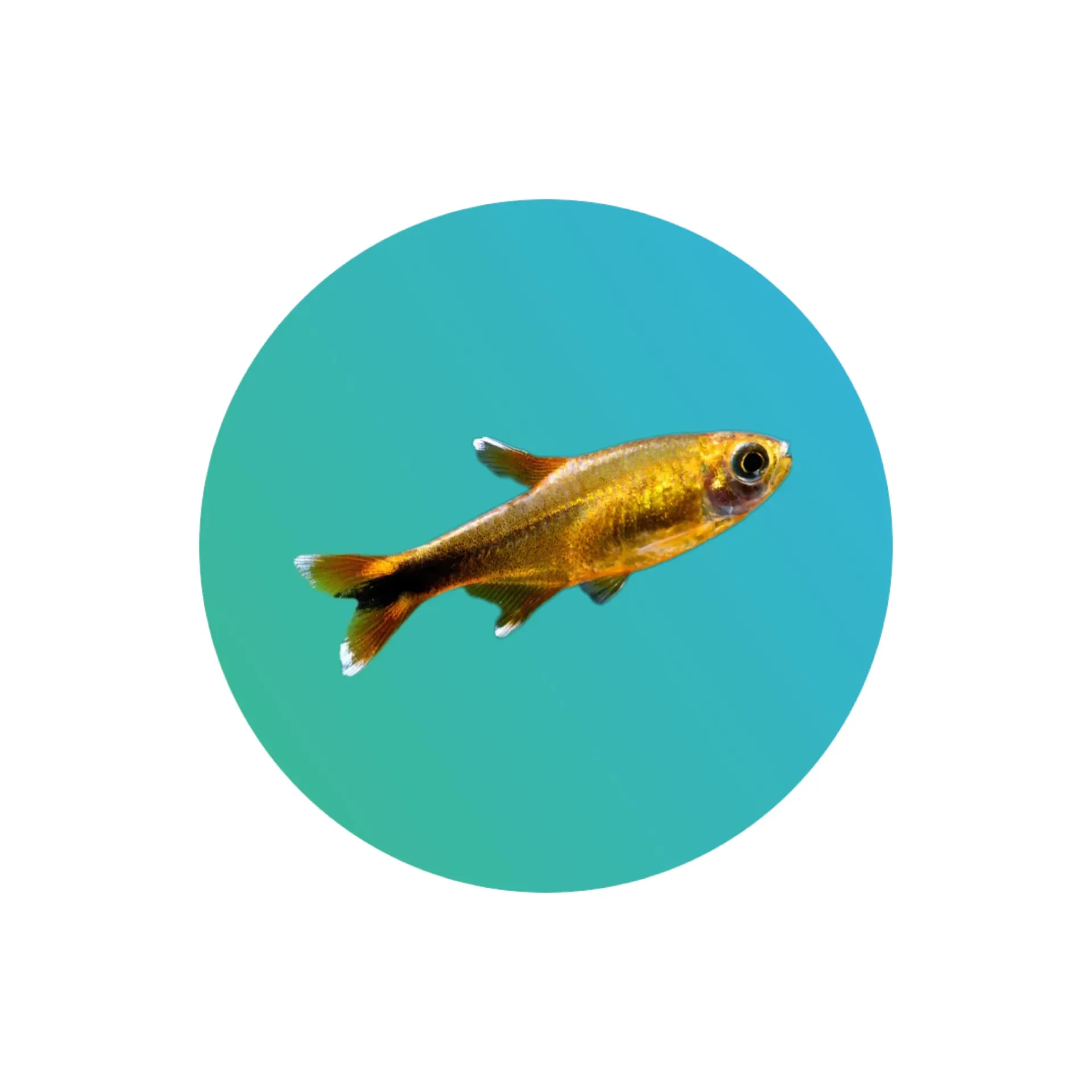 [SLV-TP-TRA] Silver Tip Tetra (Hasemania nana)