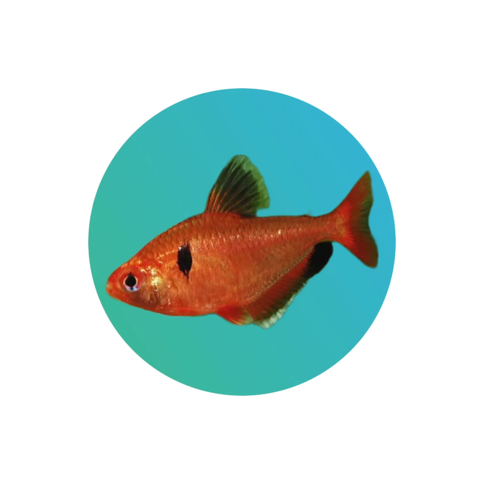 Serpae tetra (Hyphessobrycon callistus)