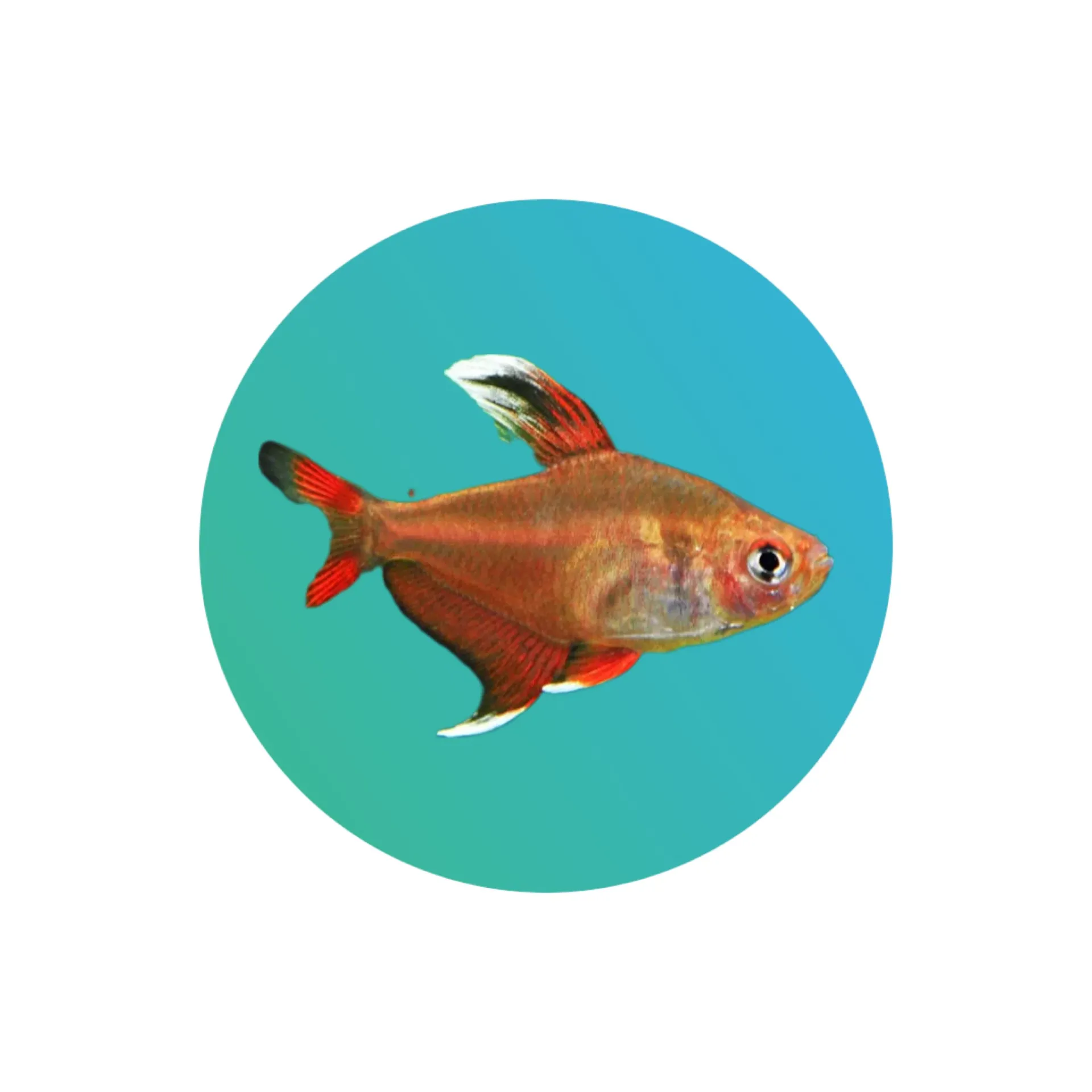 Rosy tetra (Hyphessobrycon bentosi)
