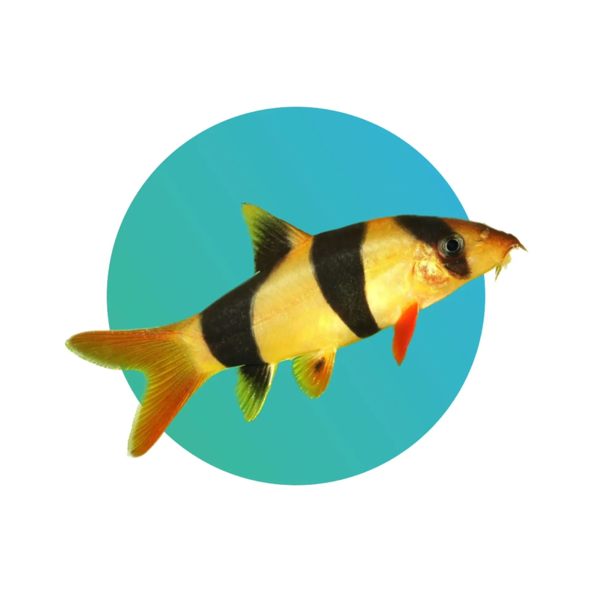 [CLN-LCH] Clown Loach (Botia macracantha)