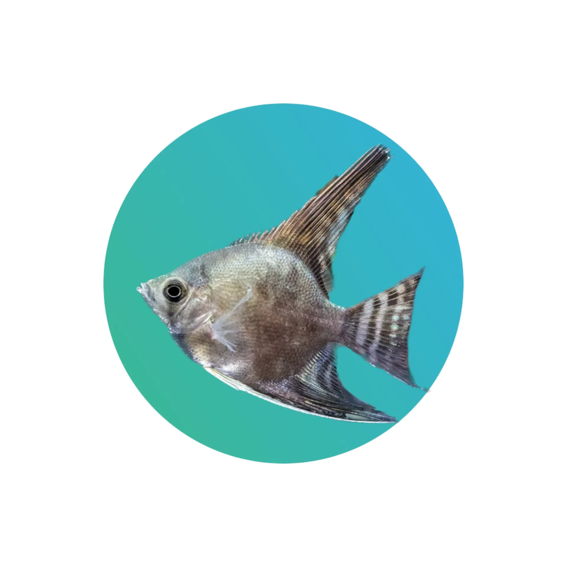 [SA-001] Smokey Angelfish