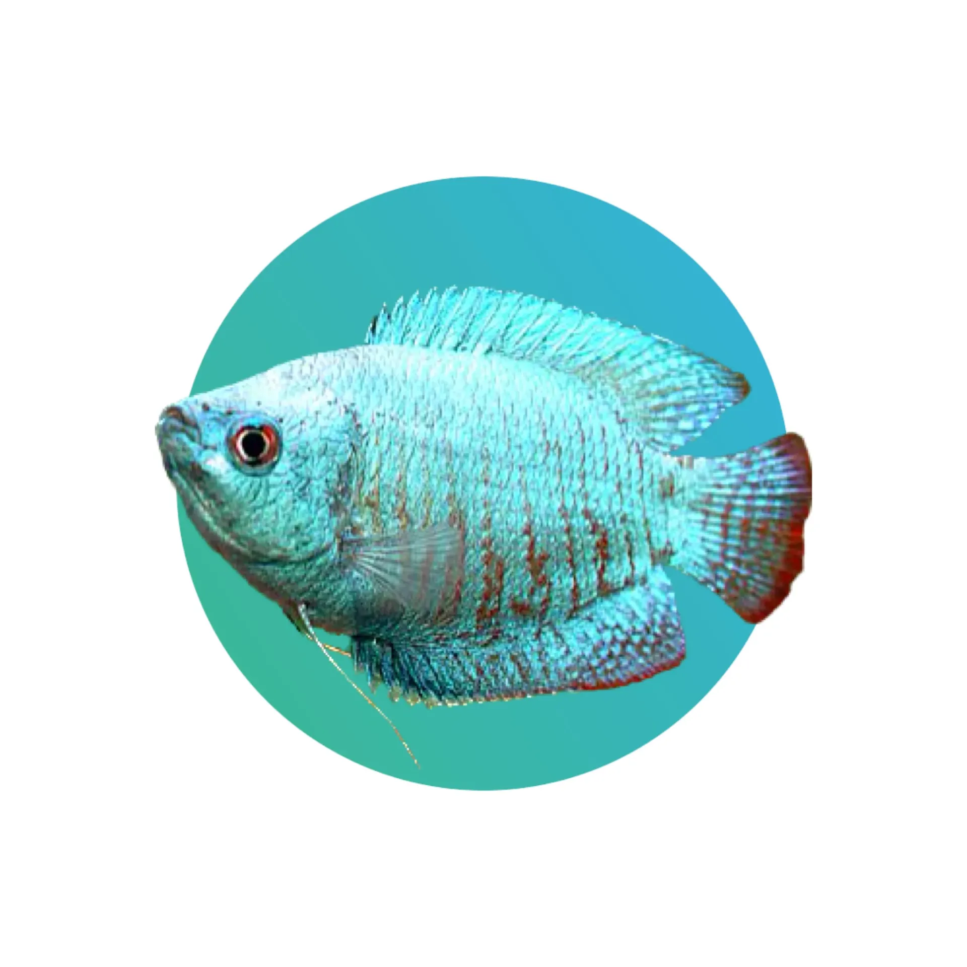 [DGC-001] Dwarf Gourami Cobalt