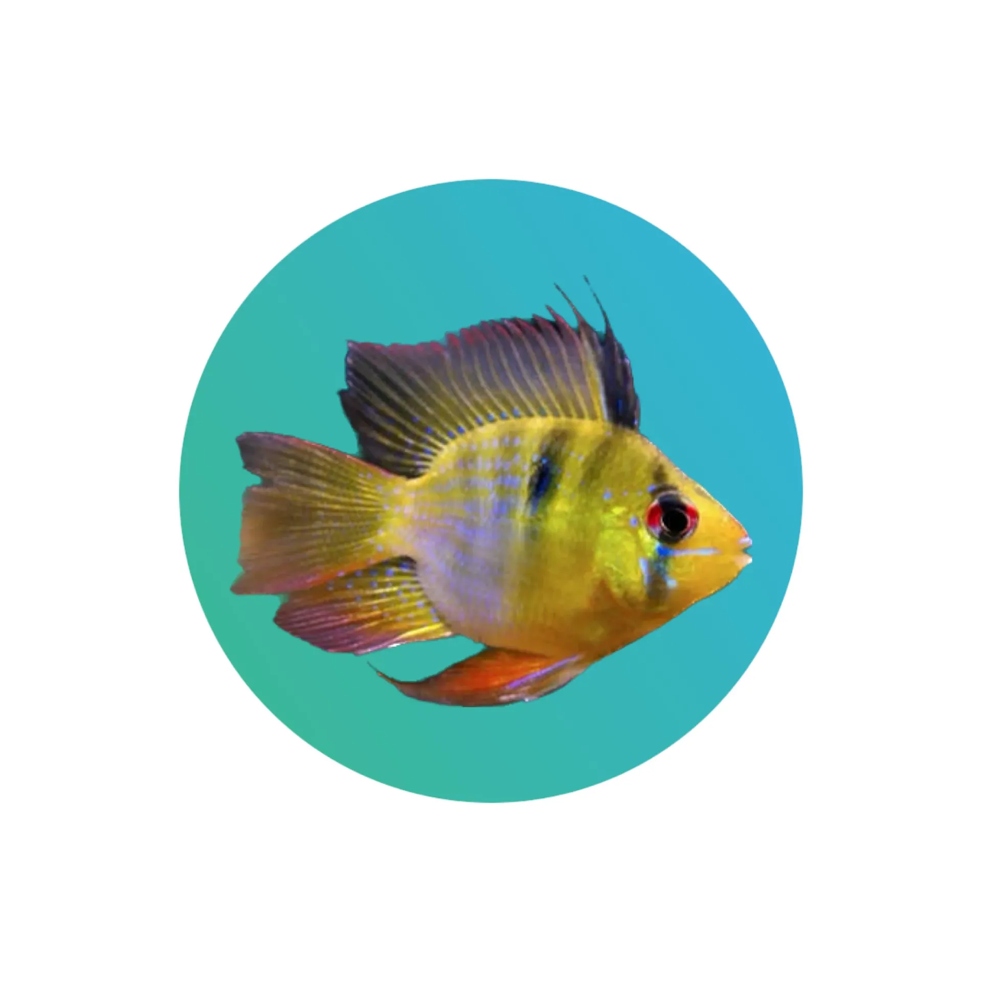 [BGR-001] Balloon German Ramirezi