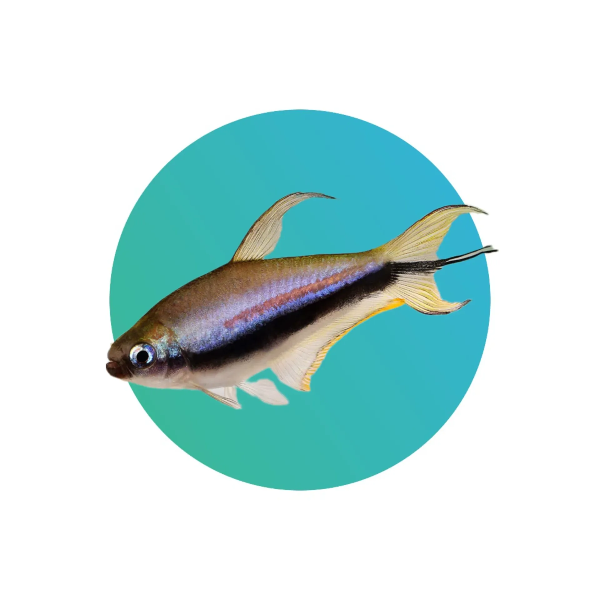 Emperor Tetra