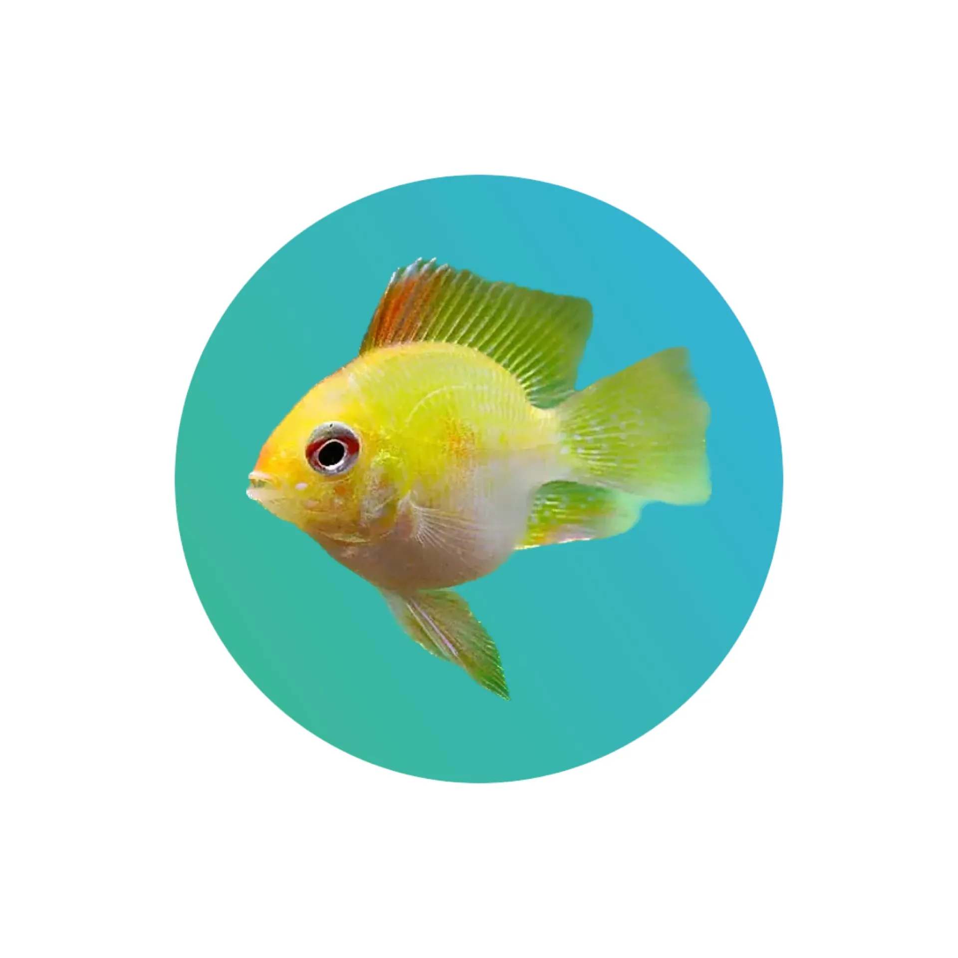 [BG-RMZI] Balloon golden ramirezi