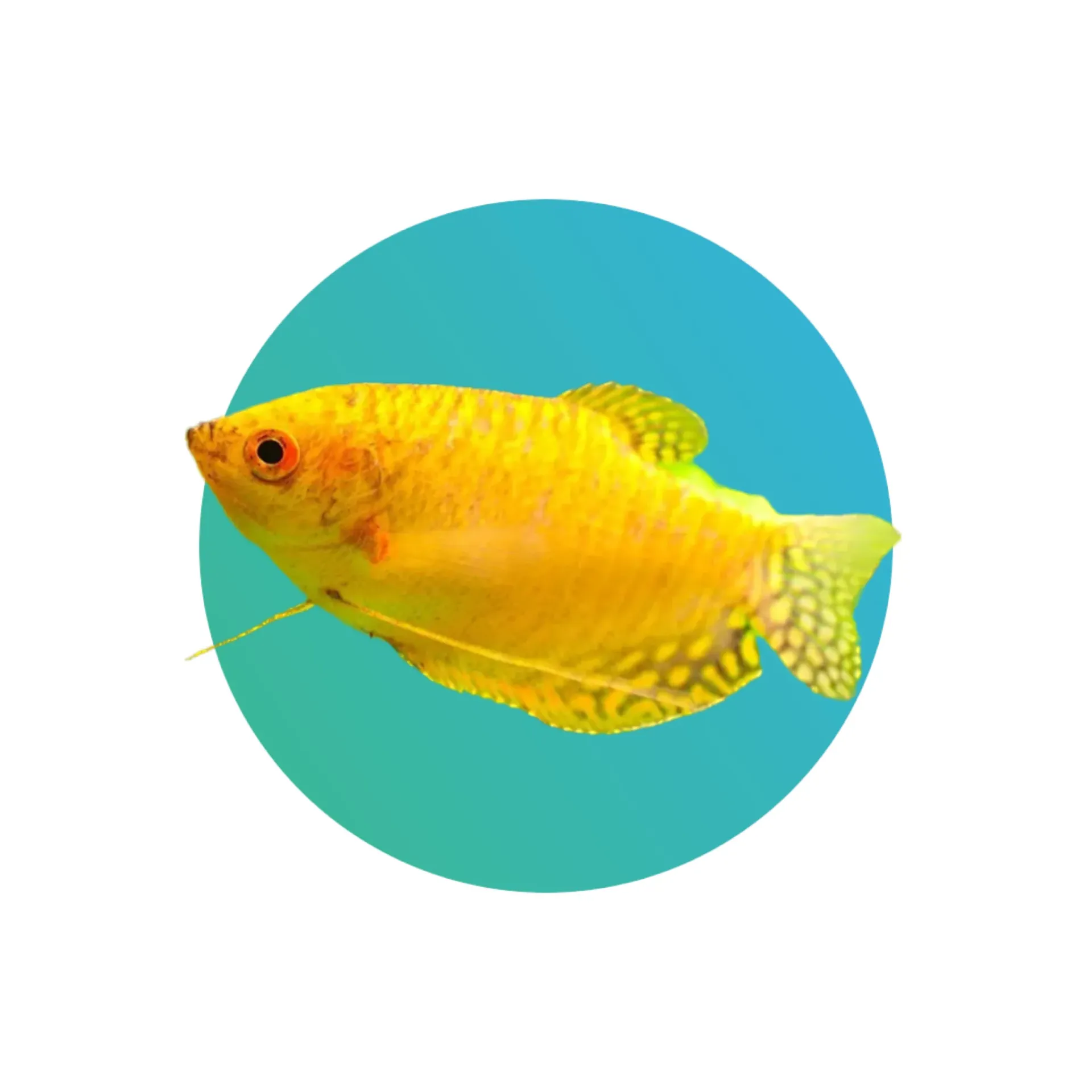 [GLD-GRMI] Golden gourami