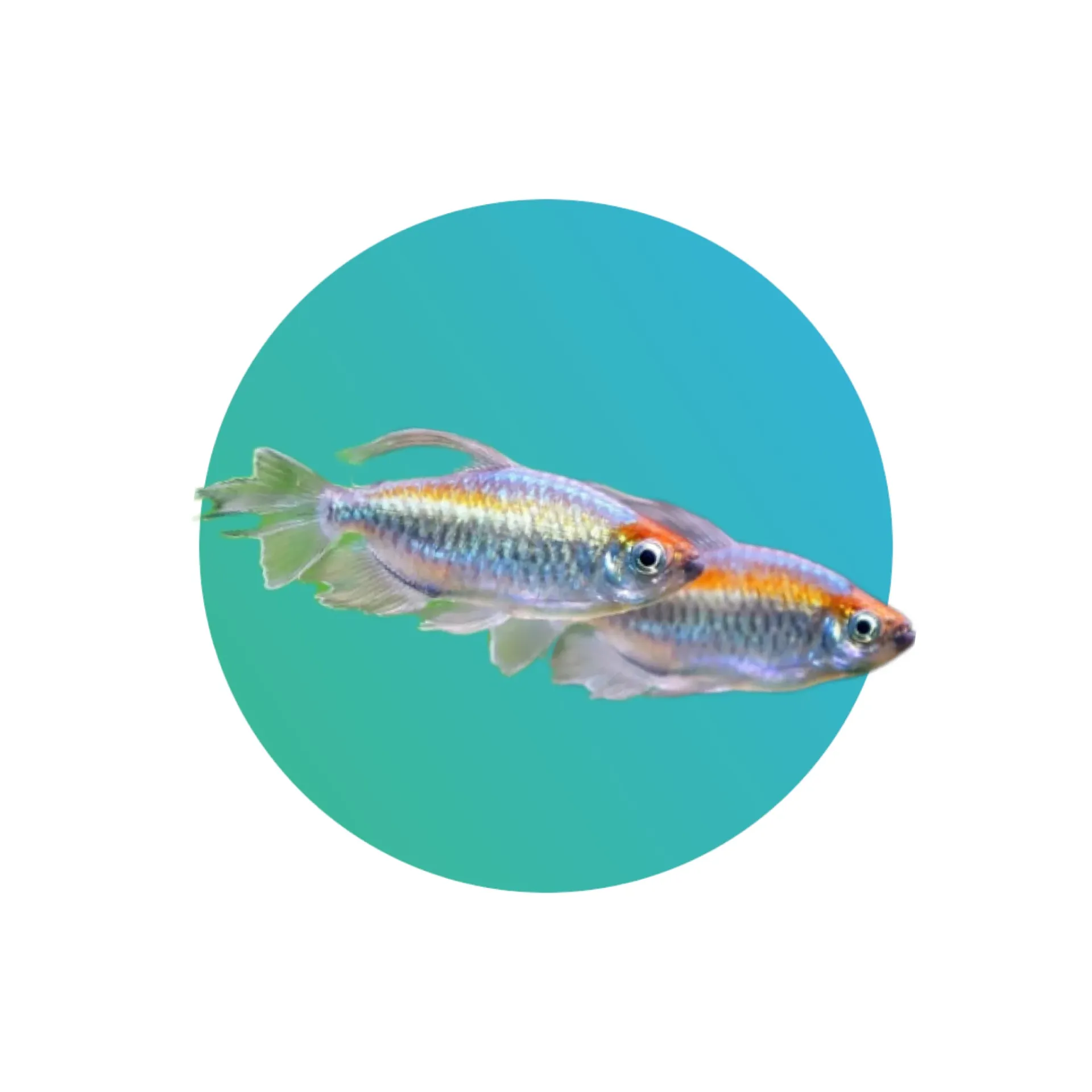 [CNG-TRA] Congo tetra