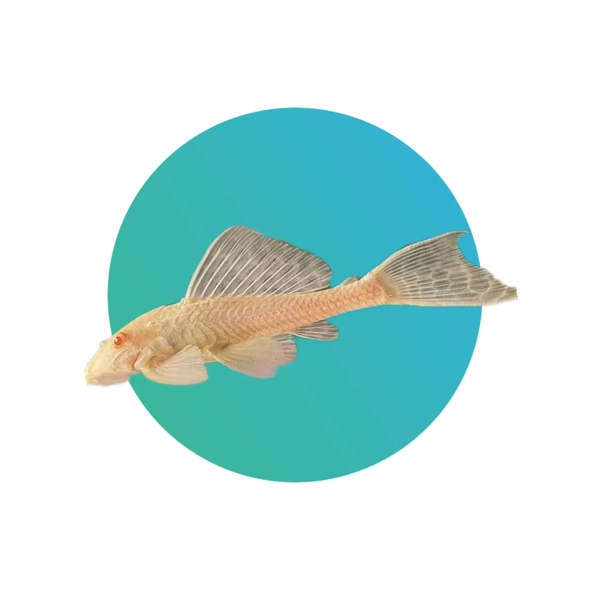Albino Pleco (suckermouth catfish)