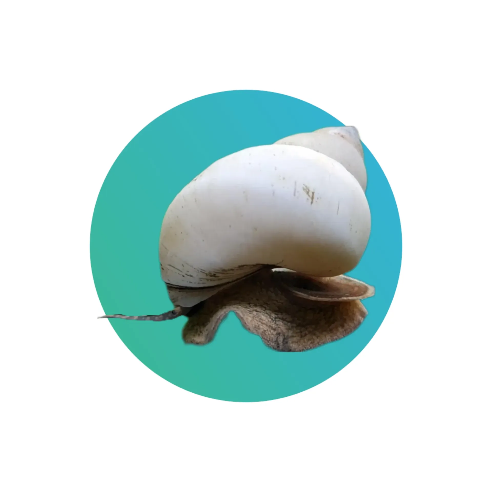[WH-WZD-SN] White wizard snail