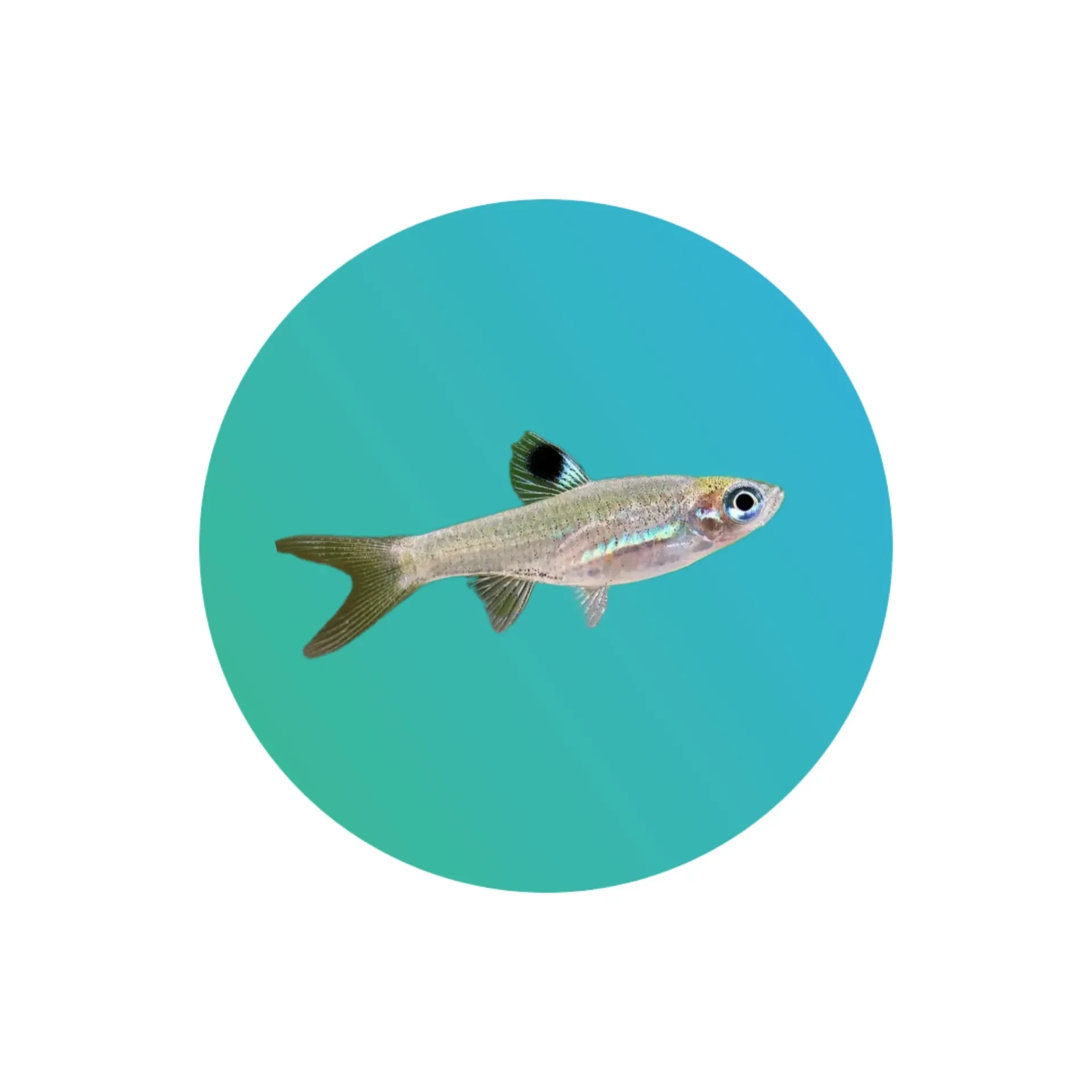 [GR-RSBR] Green eye rasbora