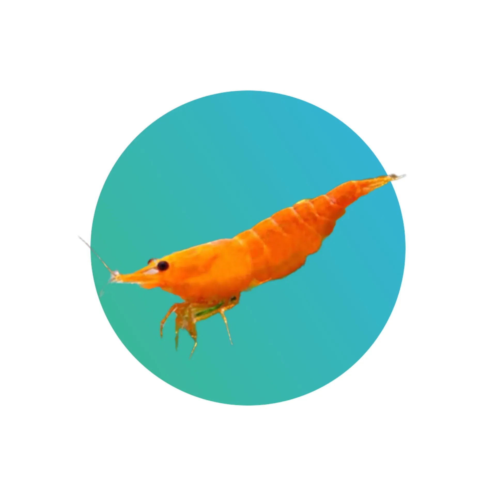 Orange shrimp