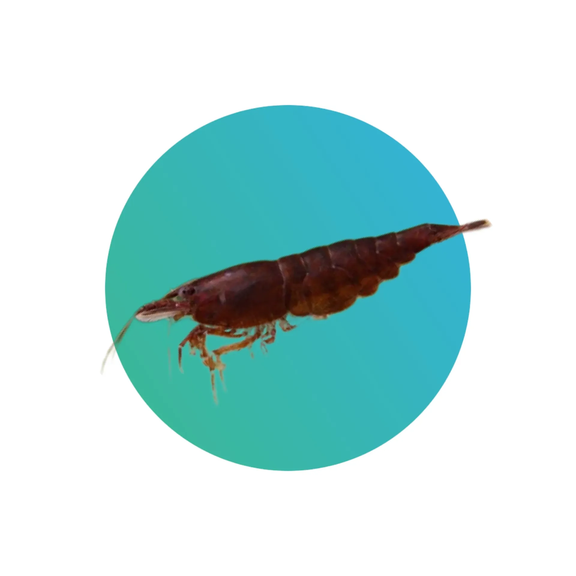 [CHL-SHMP] Chocolate shrimp