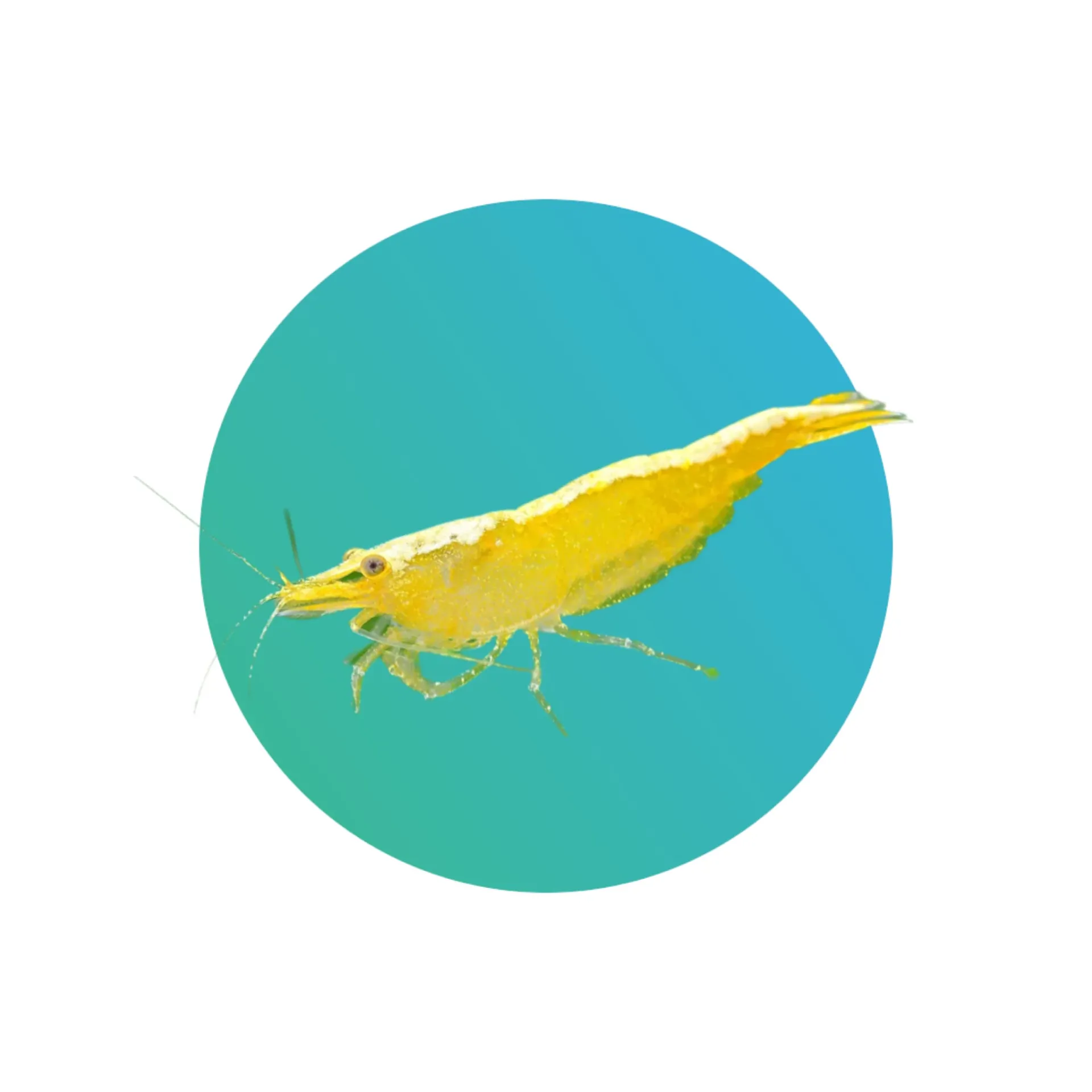 [YL-SHMP] Yellow shrimp