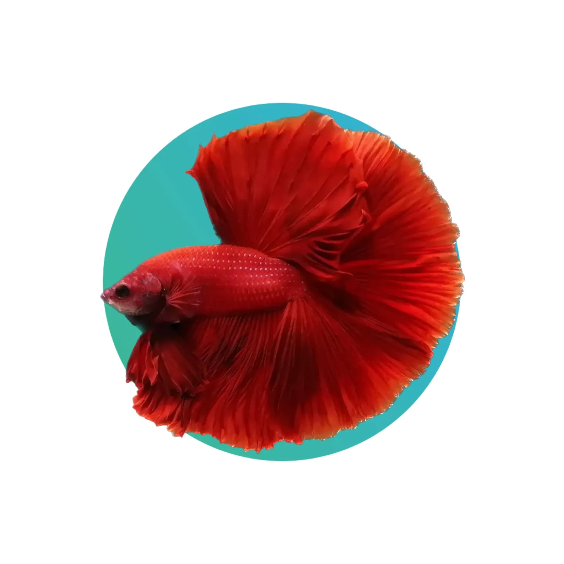 [HMB-RD] Halfmoon betta male (Fighter Fish) (Red)