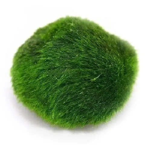 [AG-MMB] AG | Marimo moss ball (Cladophora aegagropila) - Piece