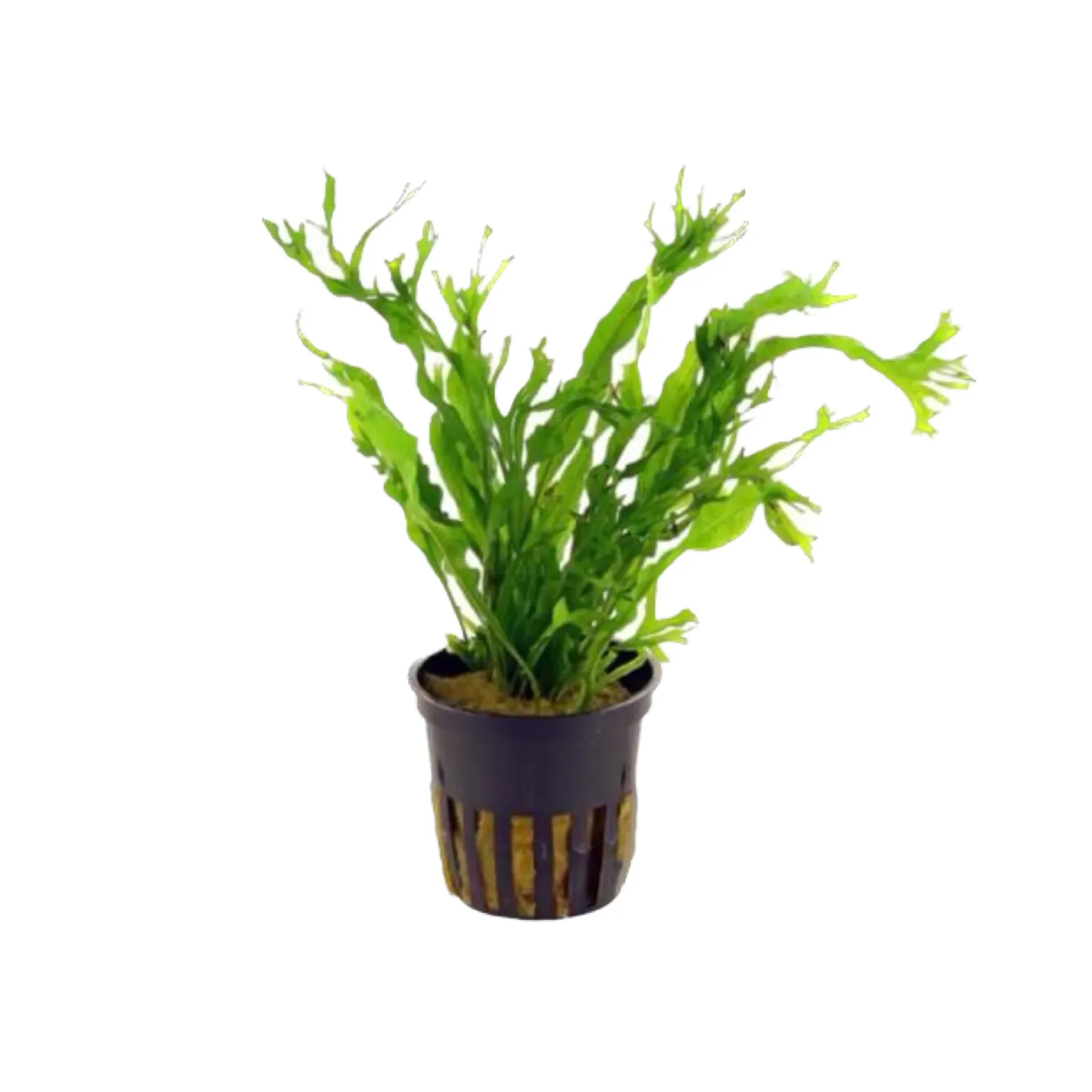 [AG-MPW] AG | Microsorum pteropus â€˜WindelÃ¸vâ€™ - Pot