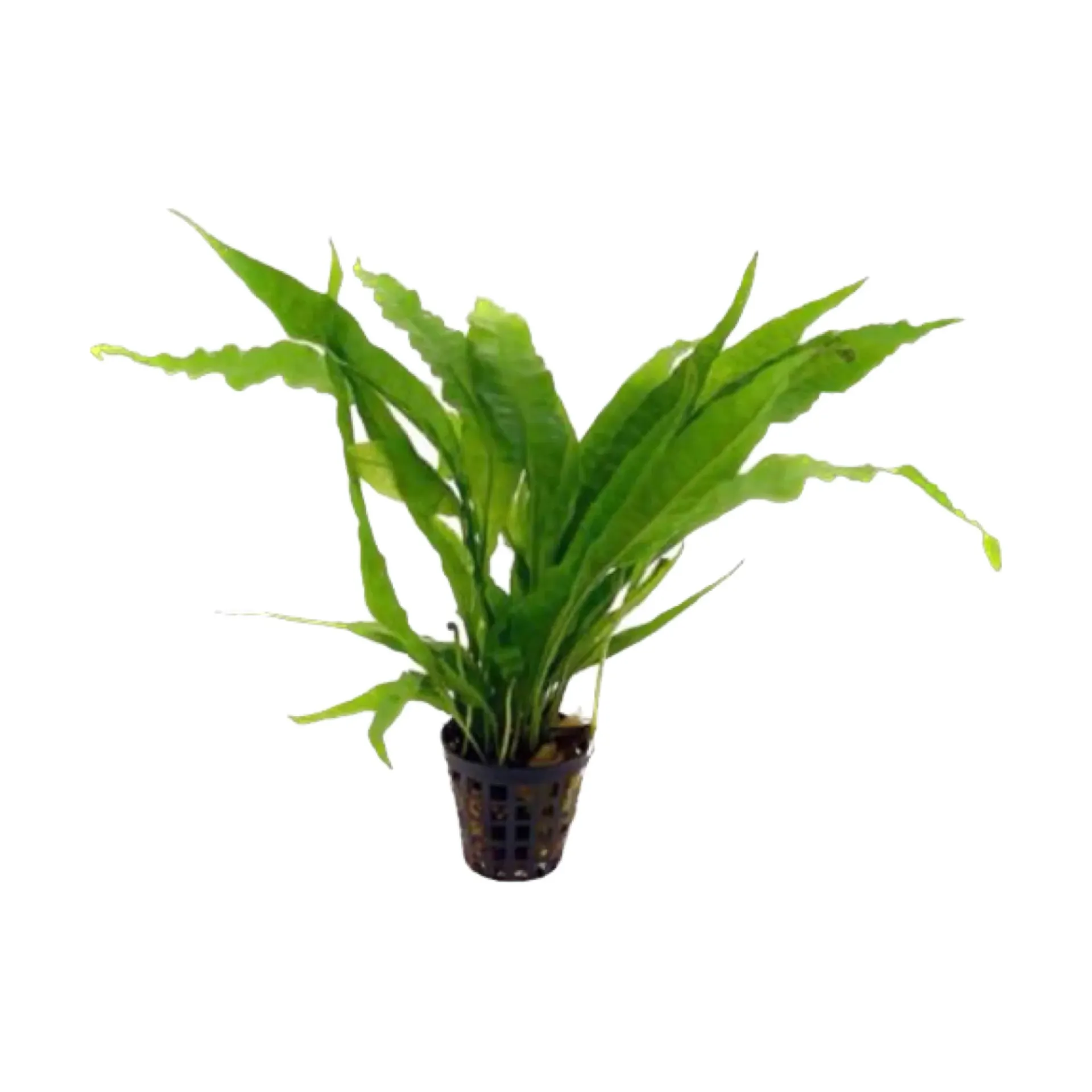 AG | Microsorum pteropus or 'Java fern' - Pot