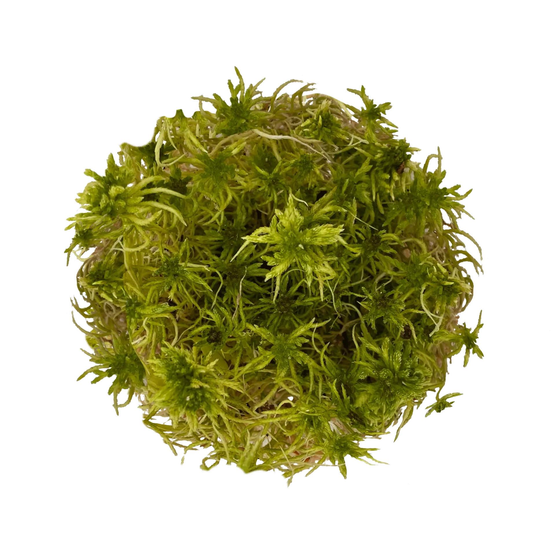 WIO | Moss - Sphagnum