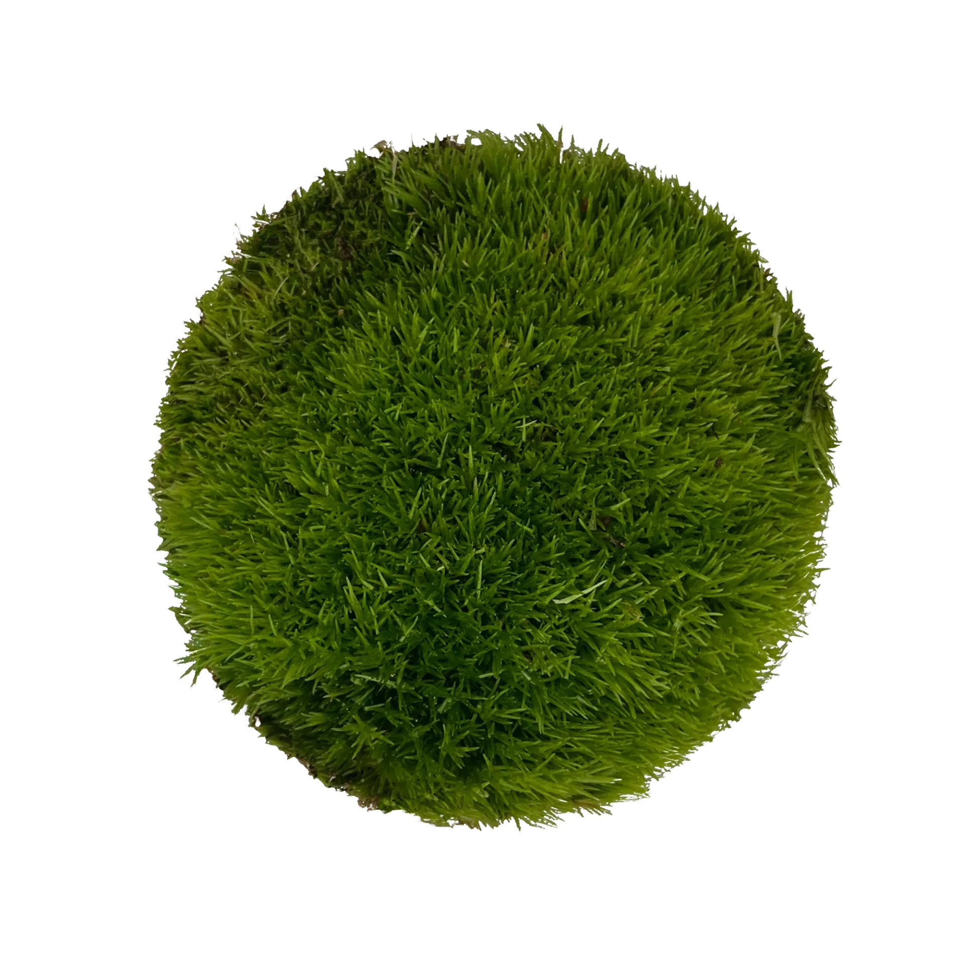 [WI52322] WIO | Moss - Cushion
