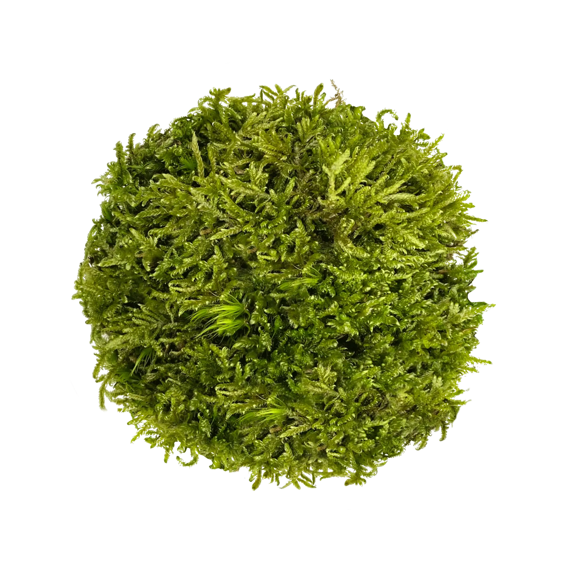 [WI52323] WIO | Moss - Hypnum