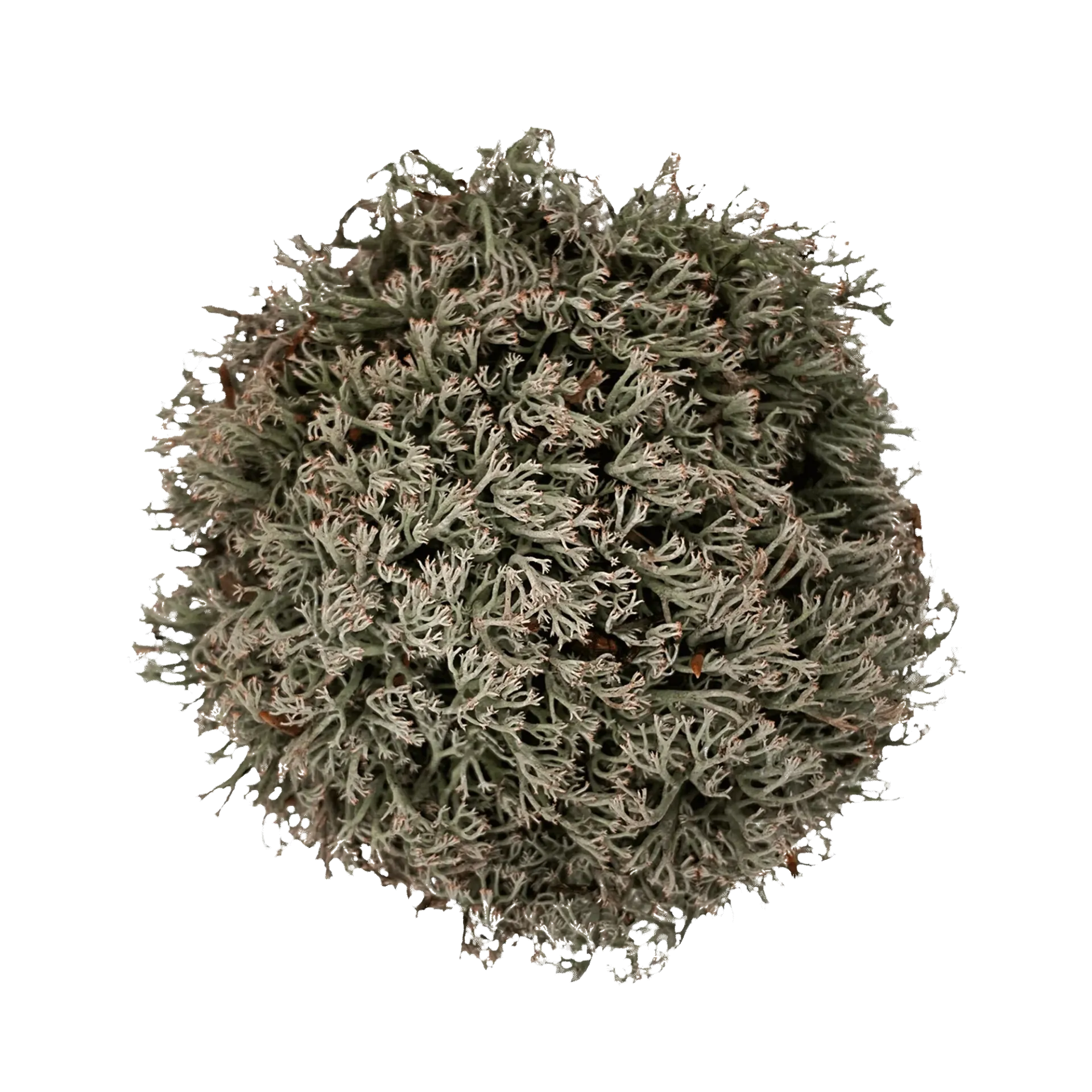 [WI52324] WIO | Moss - Reinder