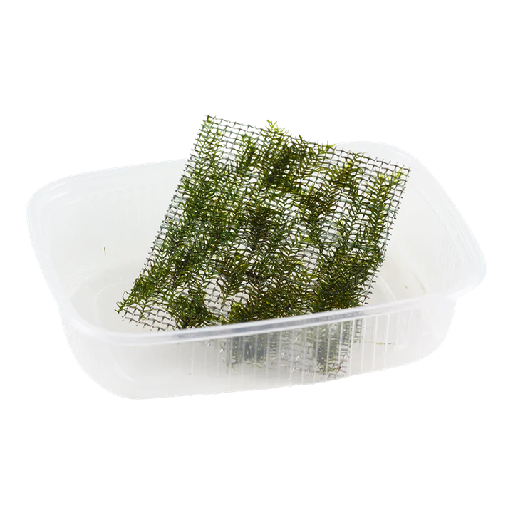 Tropica | Riccardia chamedryfolia 'Coral Moss'