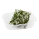 Tropica | Riccardia chamedryfolia 'Coral Moss'